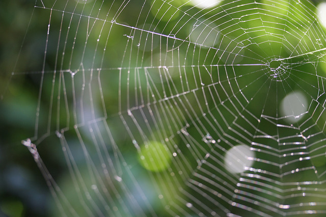Spider Web climate change wicked problem