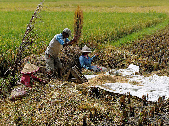 harvesting rice crop nutrient climate change malnutrition decline health food